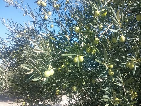 What differences exist between the varieties of olive trees grown in Montilla-Moriles?