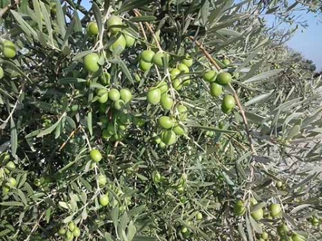 How to avoid olive theft?