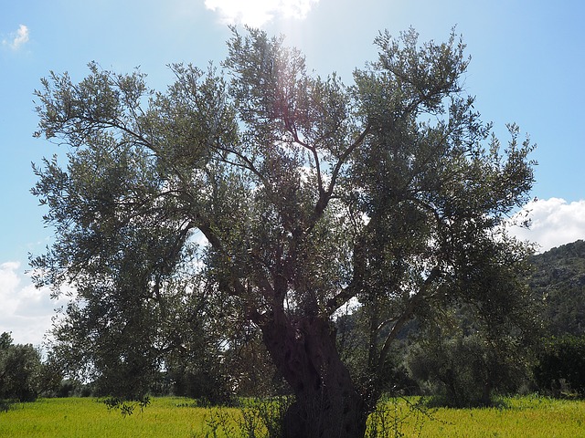 Centennial olive trees, business or ruin?