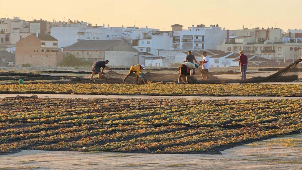 Vinavin Plata para el Vinagre Dulce al P.X. Reserva de Bodegas La Aurora 2
